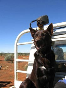 Wooleen Station
