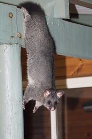 Harmony Forest Cottages