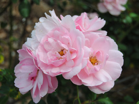 Station House Chalets