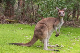 Yelverton brook Eco Spa Retreat & Conservation Sanctuary