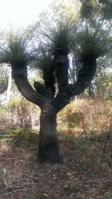 Yelverton brook Eco Spa Retreat & Conservation Sanctuary