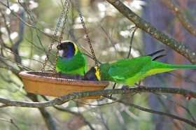 Yelverton brook Eco Spa Retreat & Conservation Sanctuary