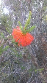 Yelverton brook Eco Spa Retreat & Conservation Sanctuary