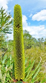 Yelverton brook Eco Spa Retreat & Conservation Sanctuary