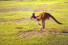 Enderslie House Bed & Breakfast & Farmstay