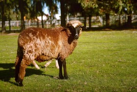 Enderslie House Bed & Breakfast & Farmstay