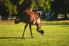 Enderslie House Bed & Breakfast & Farmstay
