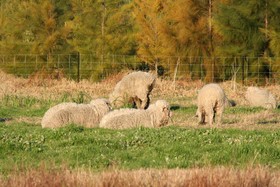 Enderslie House Bed & Breakfast & Farmstay