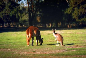 Enderslie House Bed & Breakfast & Farmstay