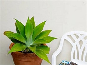 Sea & Soul Beachside Apartments