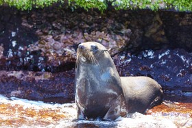 Rottnest Island Authority