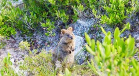 Rottnest Island Authority