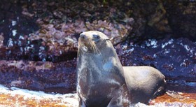Rottnest Island Authority