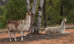 Black Wattle Retreat