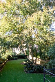 The Old Beech