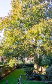 The Old Beech