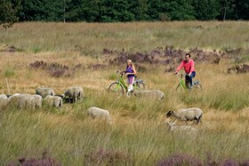 Stiemerheide