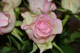 Ambrosia