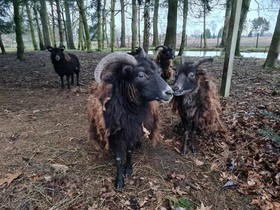 Parkhoeve
