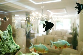 Harmony Suites 8  9 Dream Island