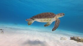 Central Bonaire