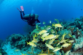 Divi Flamingo Beach Resort & Casino