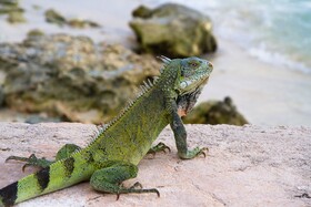 Van der Valk Plaza Beach & Dive Resort Bonaire