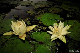Aymara Lodge Pantanal