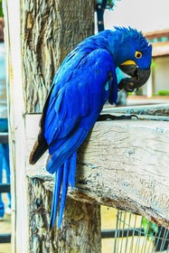 Pantanal Mato Grosso