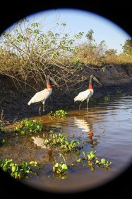 Pantanal Mato Grosso