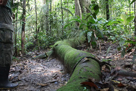 Amazon Ecopark Jungle Lodge