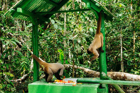 Amazon Ecopark Jungle Lodge