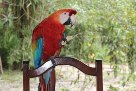 Amazon Ecopark Jungle Lodge