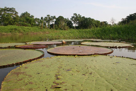 Amazon Ecopark Jungle Lodge