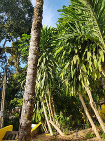 Odoya Eco Pousada