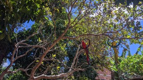 Pousada Viana
