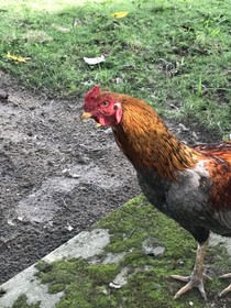 Pousada Flor De Alecrim