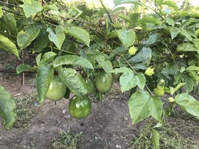 Pousada Flor De Alecrim