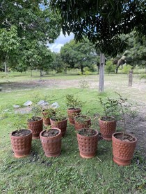 Pousada Flor De Alecrim