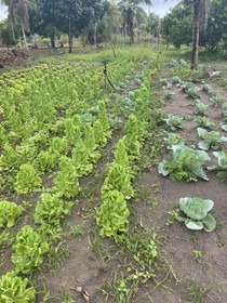 Pousada Flor De Alecrim