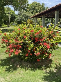 Pousada Flor De Alecrim