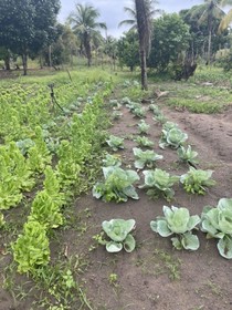 Pousada Flor De Alecrim