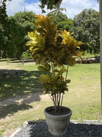 Pousada Flor De Alecrim