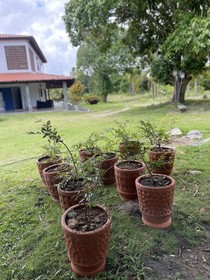 Pousada Flor De Alecrim