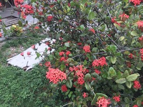 Pousada Flor De Alecrim
