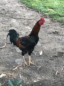 Pousada Flor De Alecrim