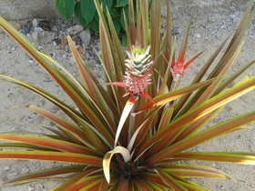 Pousada Taieiras