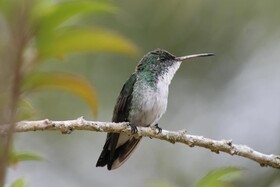 Pousada Colibri