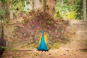 Saíra Recanto De Serra