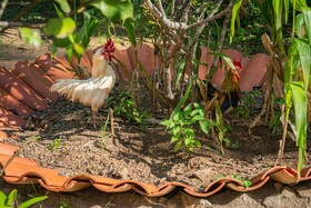 Saíra Recanto De Serra